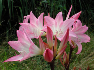 Amaryllis-belladonna-copia