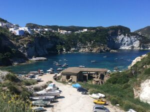 I fiori del mare (2) - Ponza Racconta