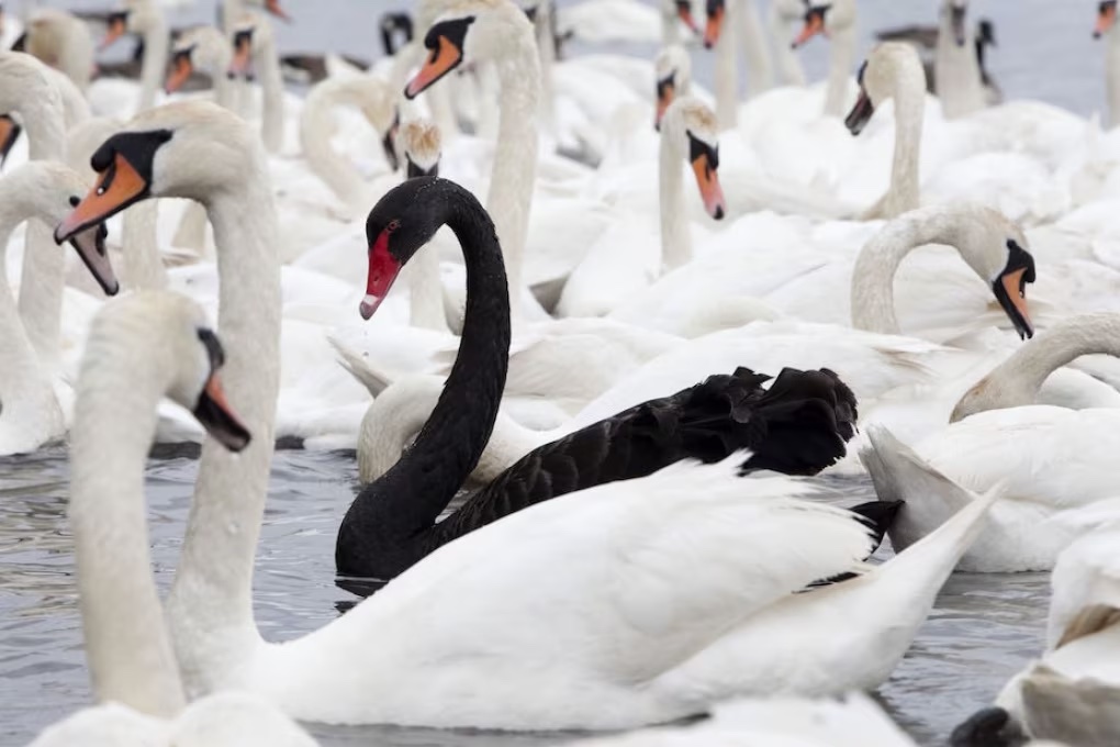 La Teoria del Cigno Nero in Economia e perché il Covid-19 non è